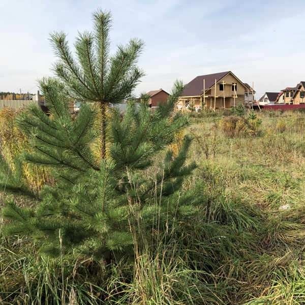 Фото / логотип КП Новое Заволжье, Ярославская область